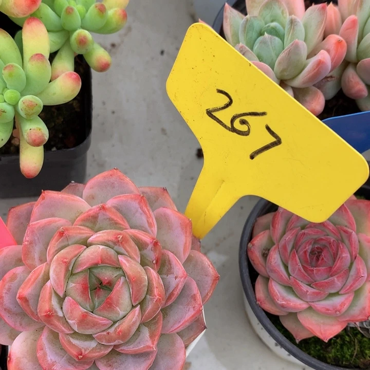 多肉着开727272728