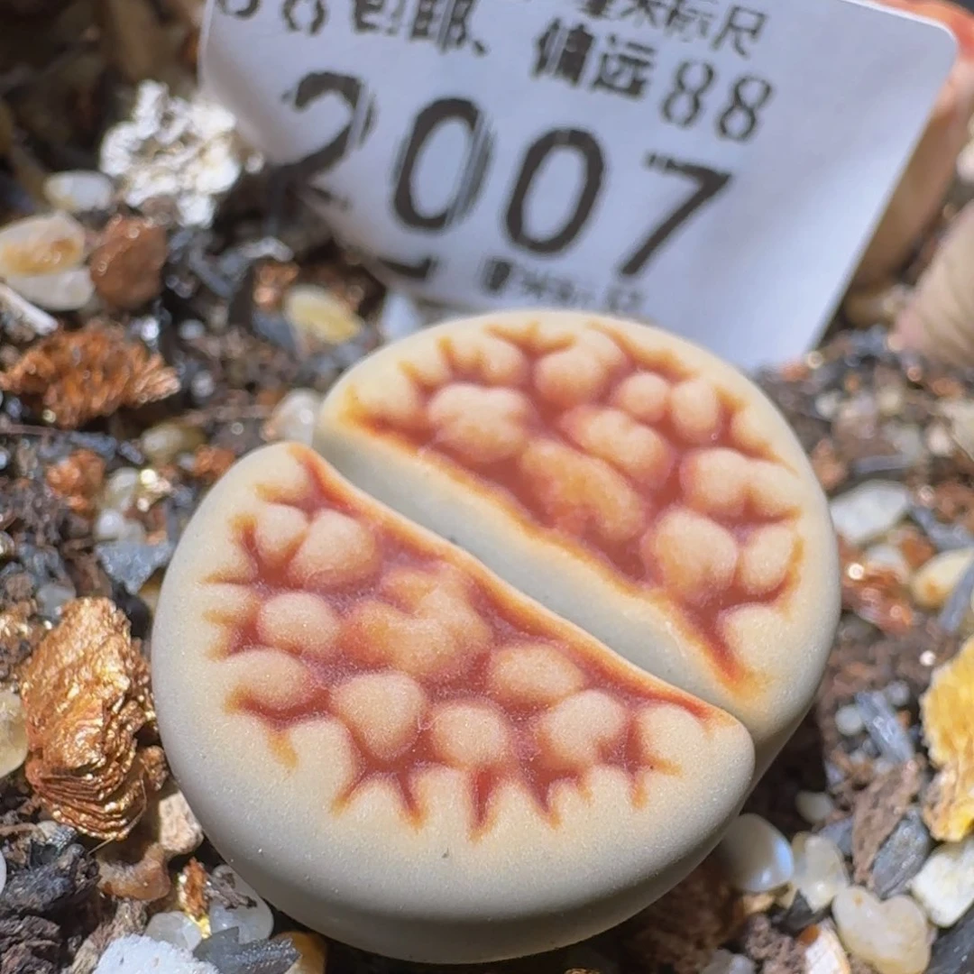 Ssss精品生石花2007