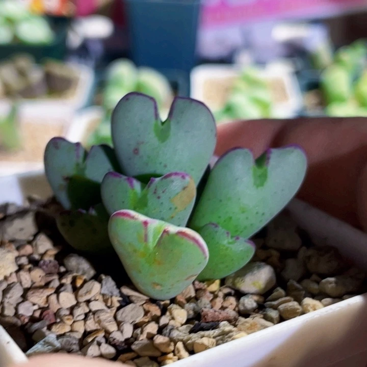 少将植物一物一拍