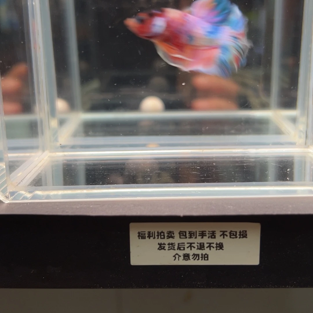 斗鱼一单包邮22日