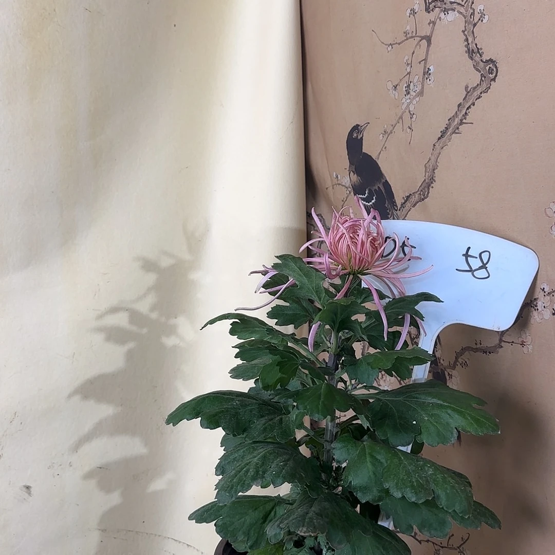 全部花朵D55555555