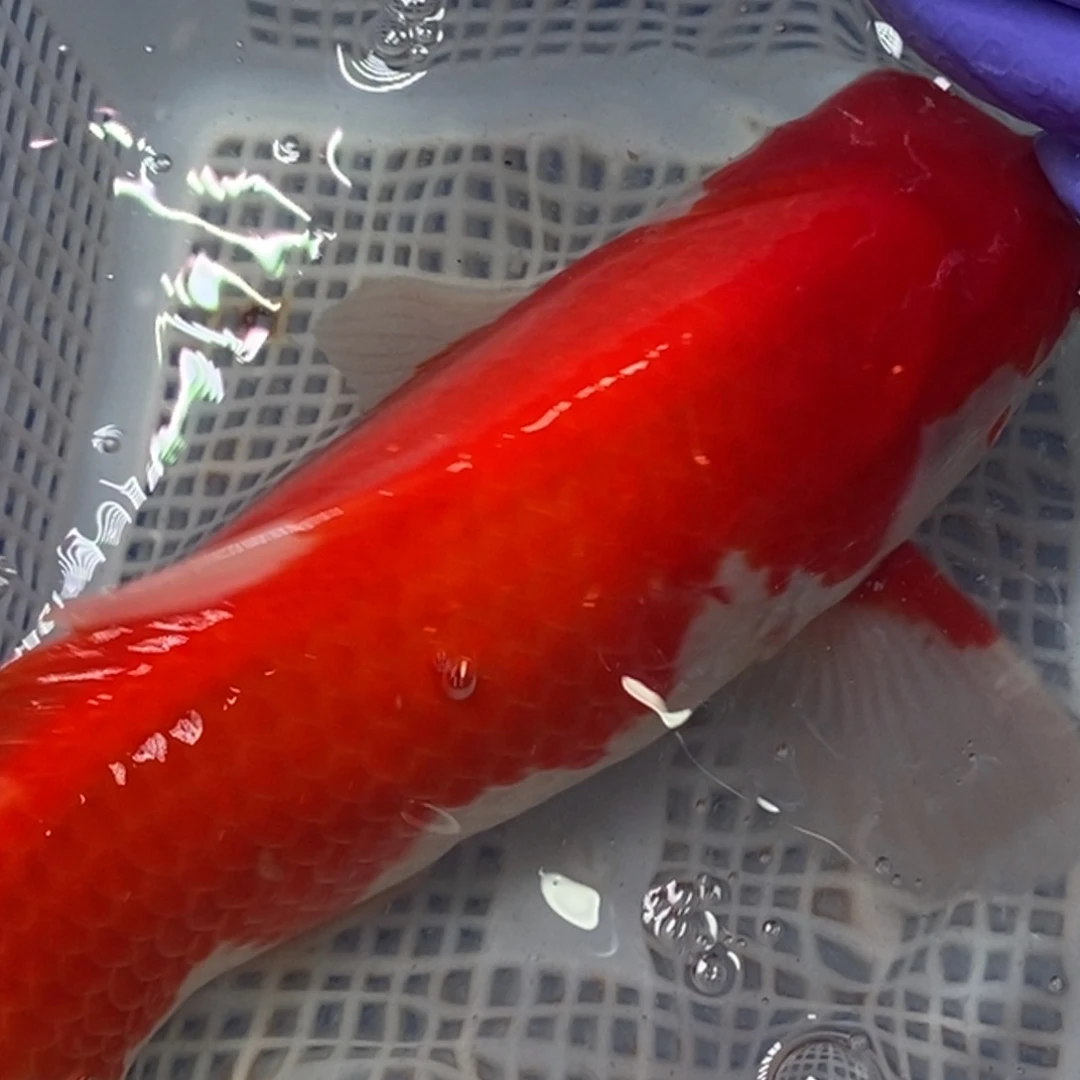 锦鲤锦鲤包邮冷水