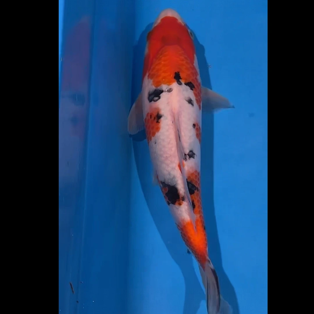 阪井出品纽约小姐大正锦鲤母（用户3013）【实以直播间为准】