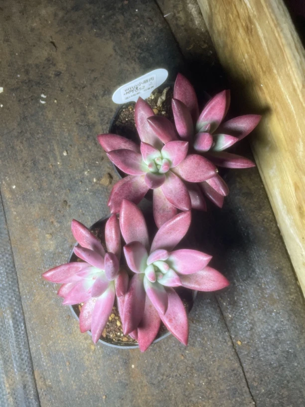 双头赫非虞两个多肉