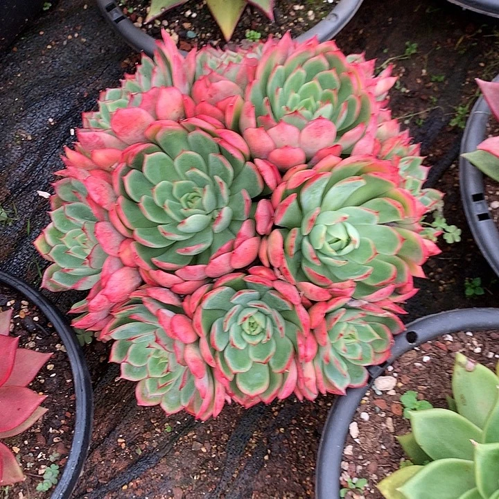 美肉特价活动开始了