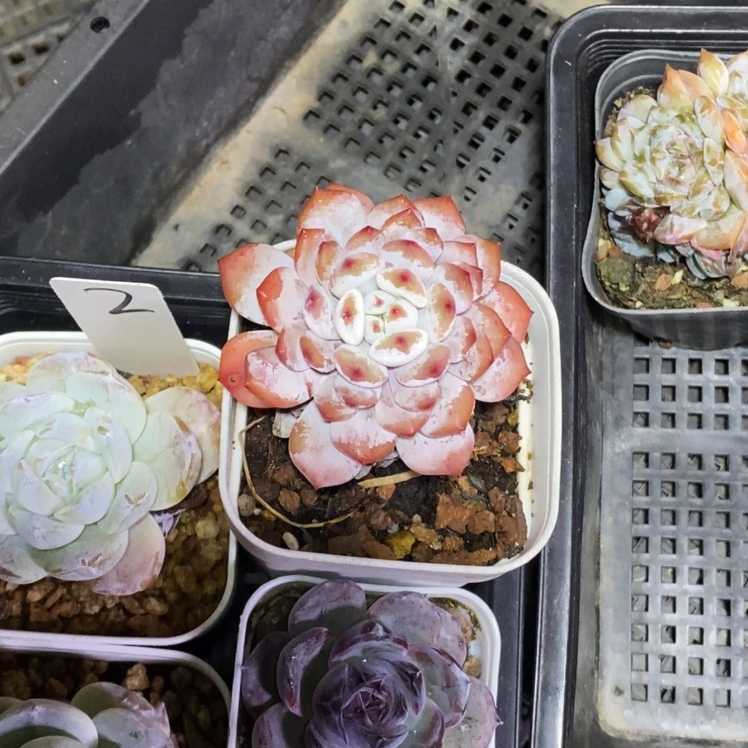 星星橙30包邮非偏远