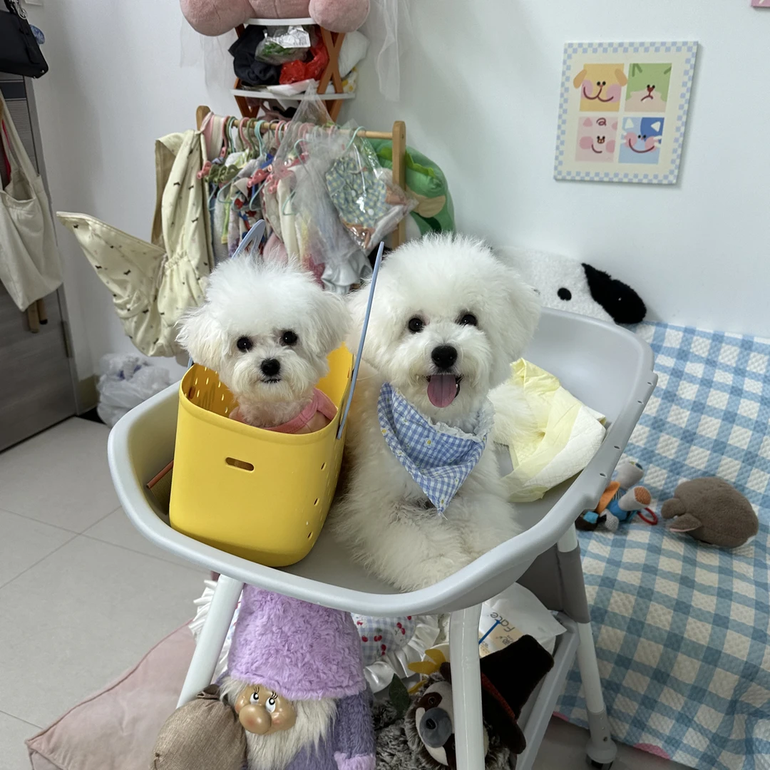 深圳狗狗比熊标准体家庭犬舍纯种比熊弟弟找新家