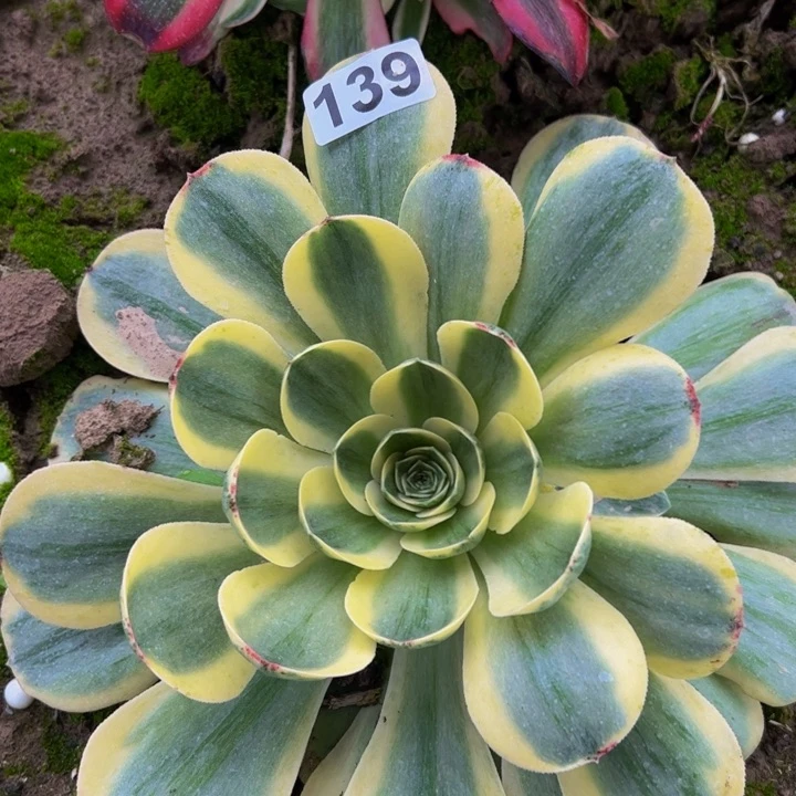 139多肉植物组合