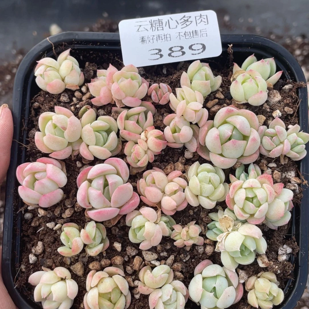 云糖心多肉植物389