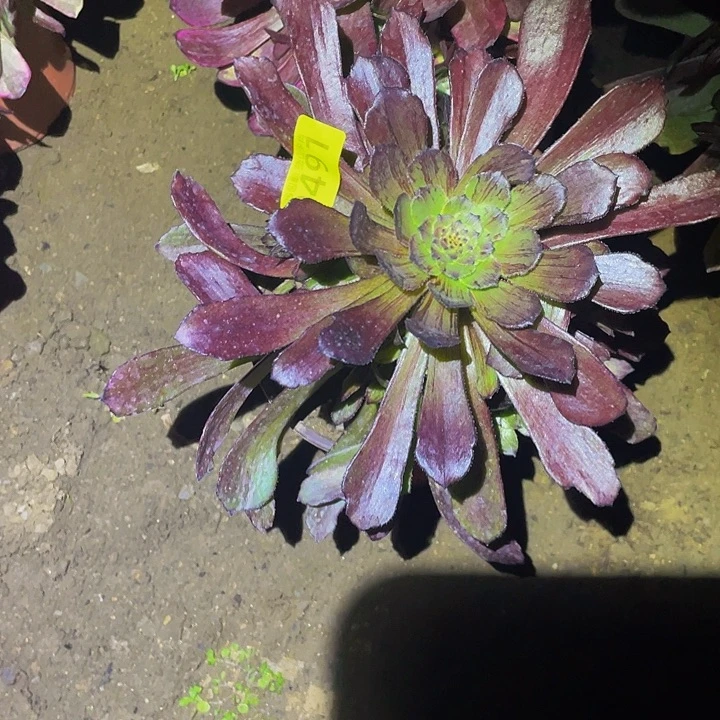 军****粒0491萝莉拉丝多肉植物