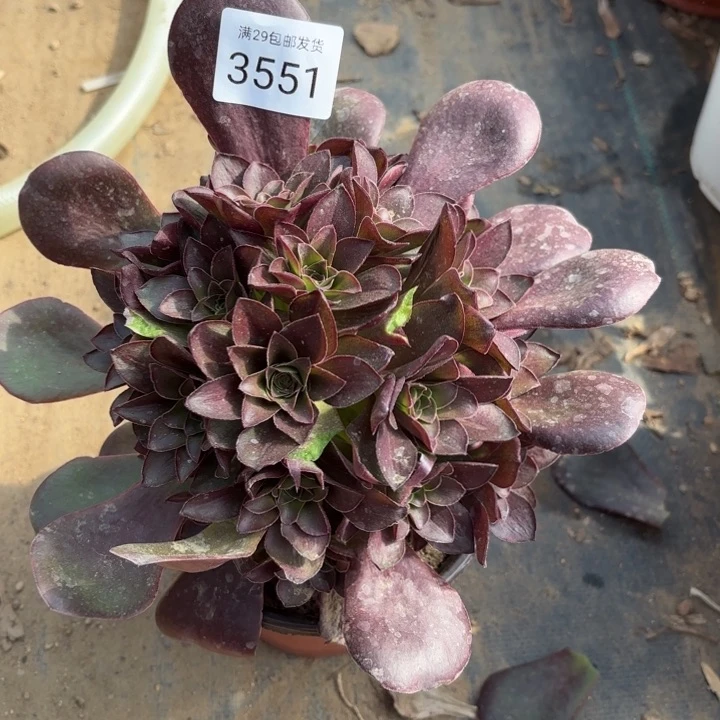 魅金玫瑰多肉法师3551