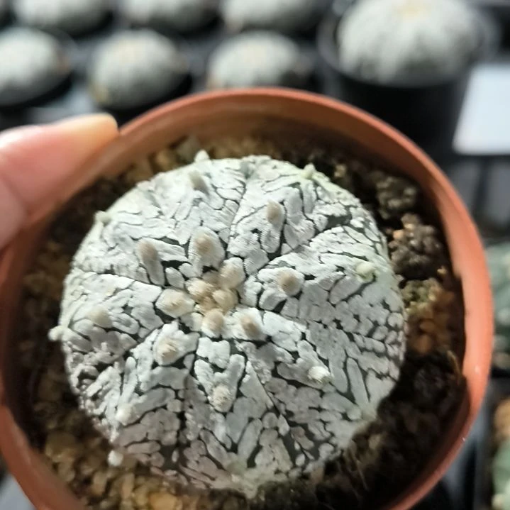 超兜实生一物一拍5