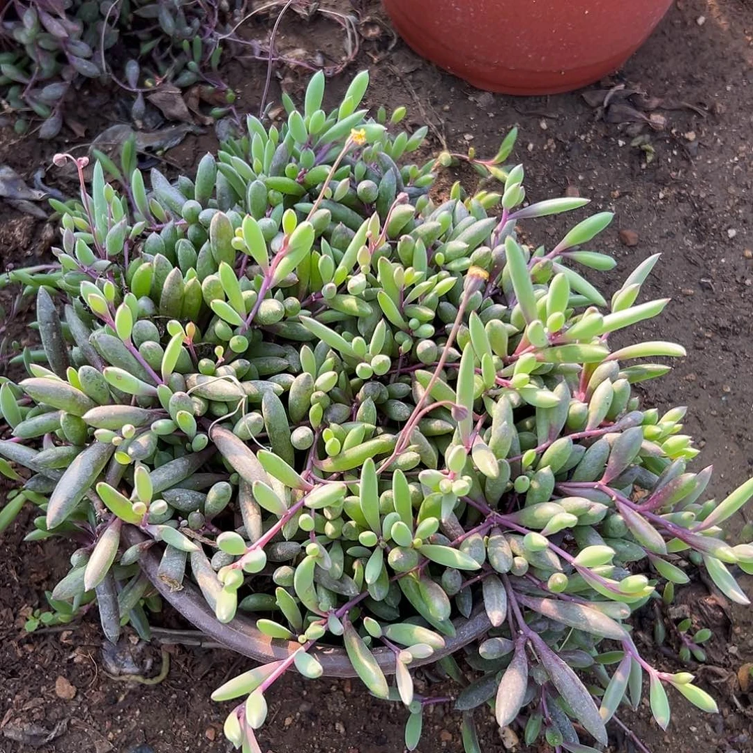 多肉植物紫玄月群