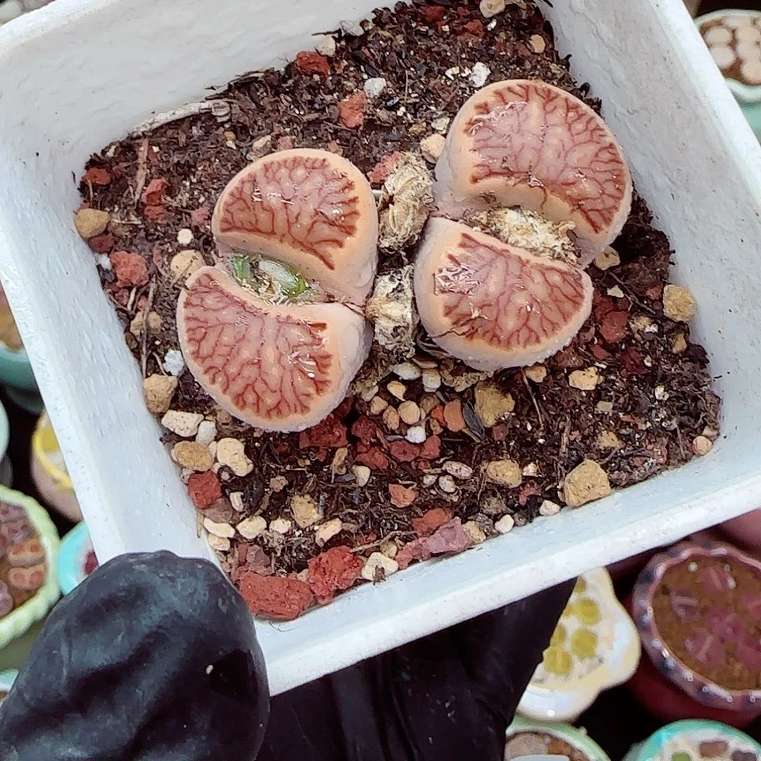 生石花满18包邮1213-49