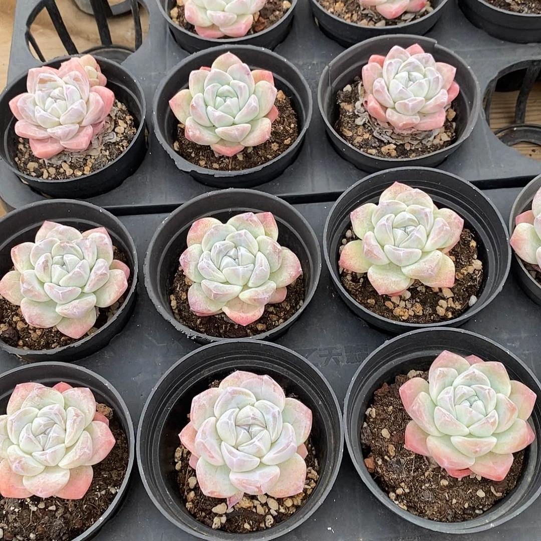 04冰玉单头，开播福利