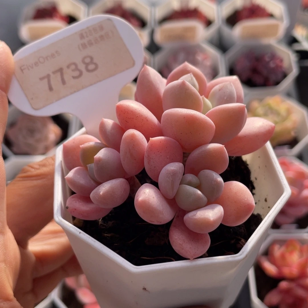 白鹭7738-6.0厘米