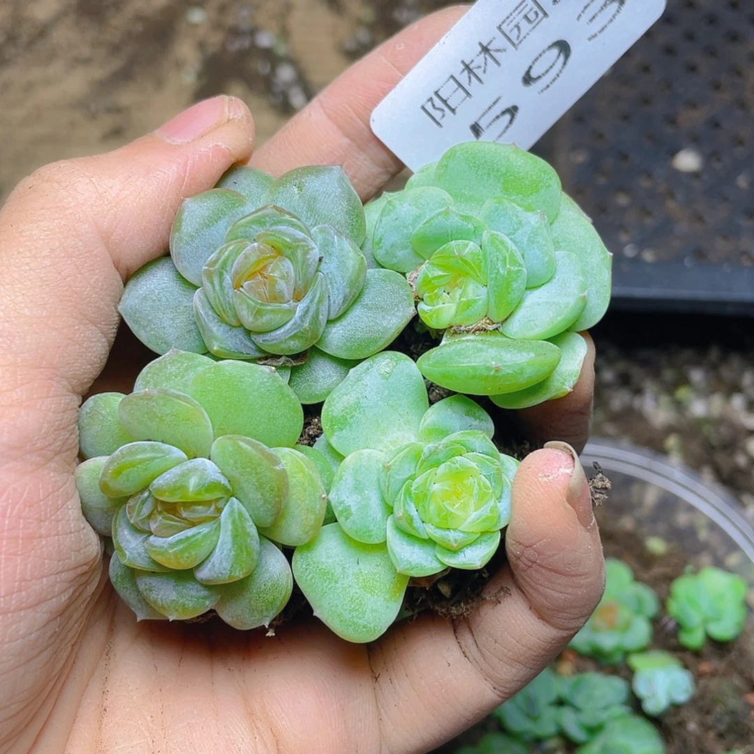 多肉植物多肉植物593