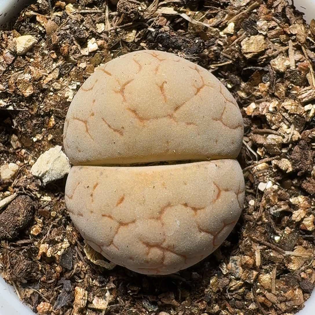 生石花等1111111。  195