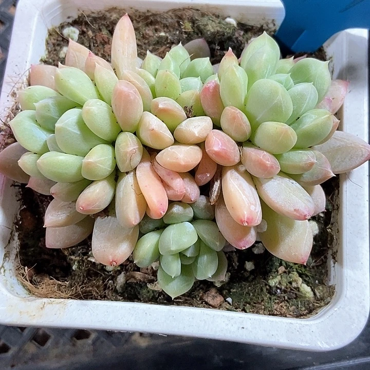 多肉植物百达翡翠779