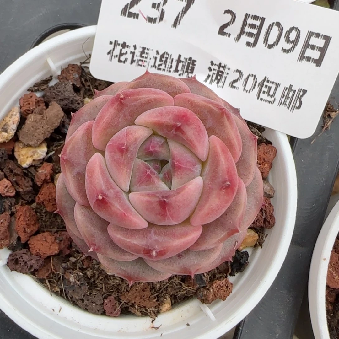 花语逸境0209-237