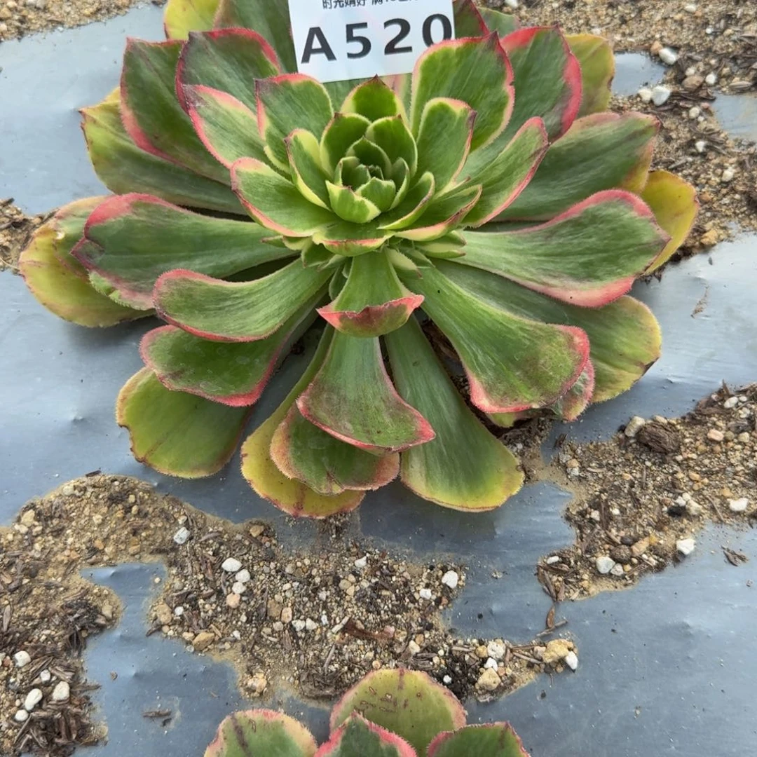 你***宝520粉冠到秋 多肉植物