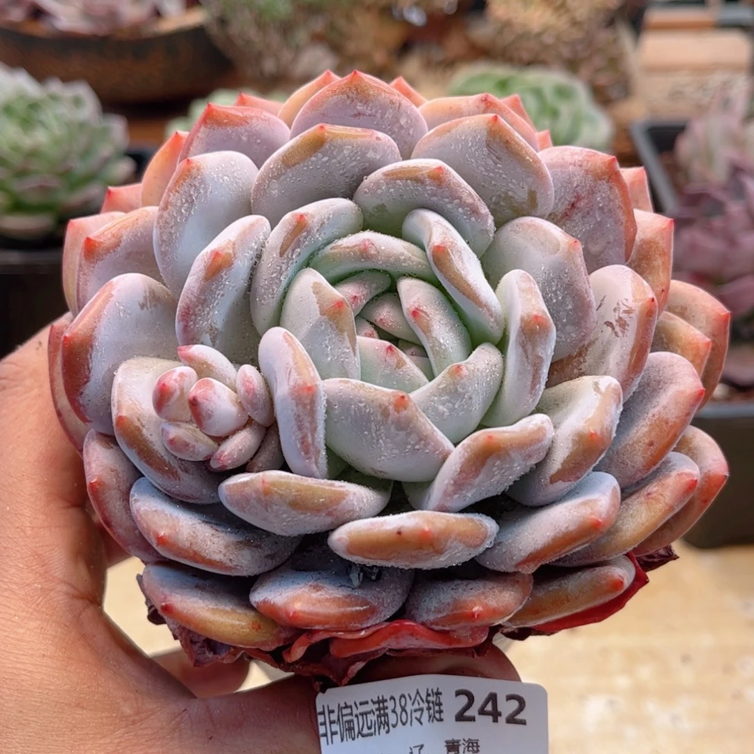 242橙子德华多肉