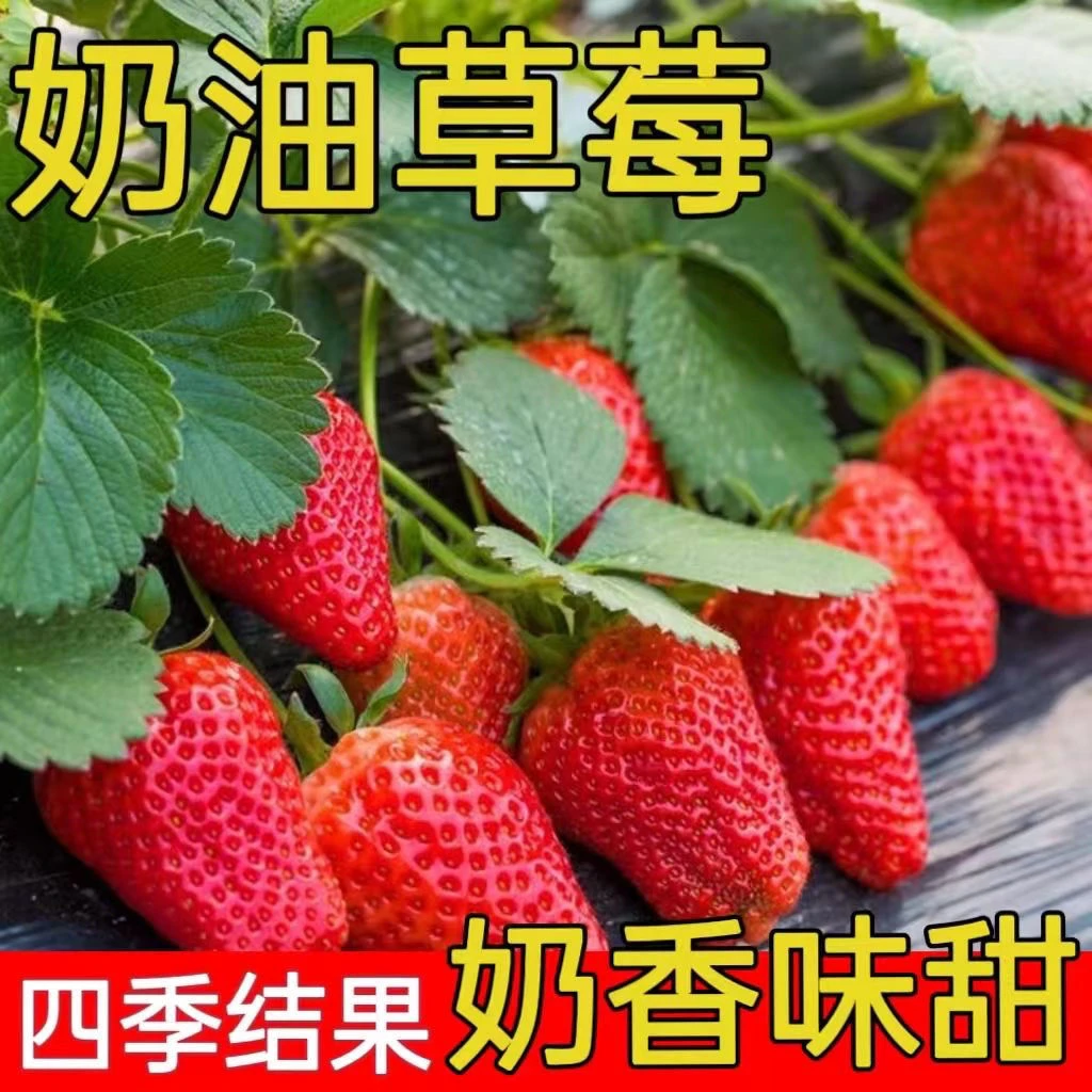 奶油红草莓种子阳台盆栽四季易活大草莓高产种籽