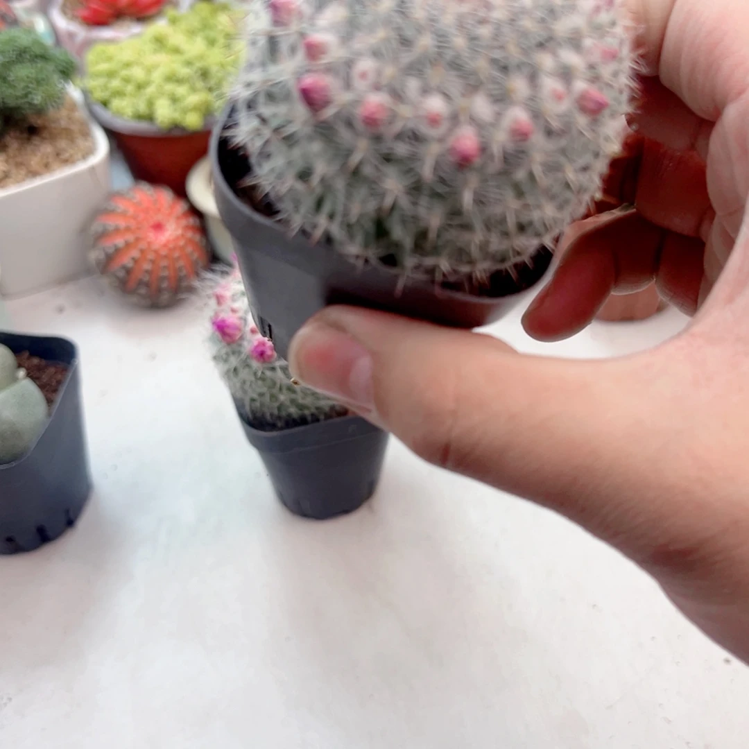 玉稳带花苞仙人球11