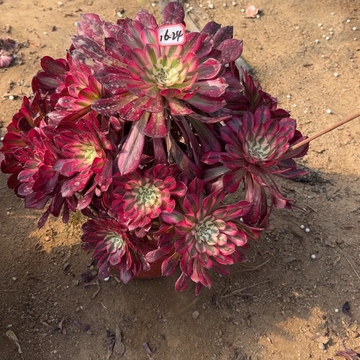 16-24红铜多肉植物