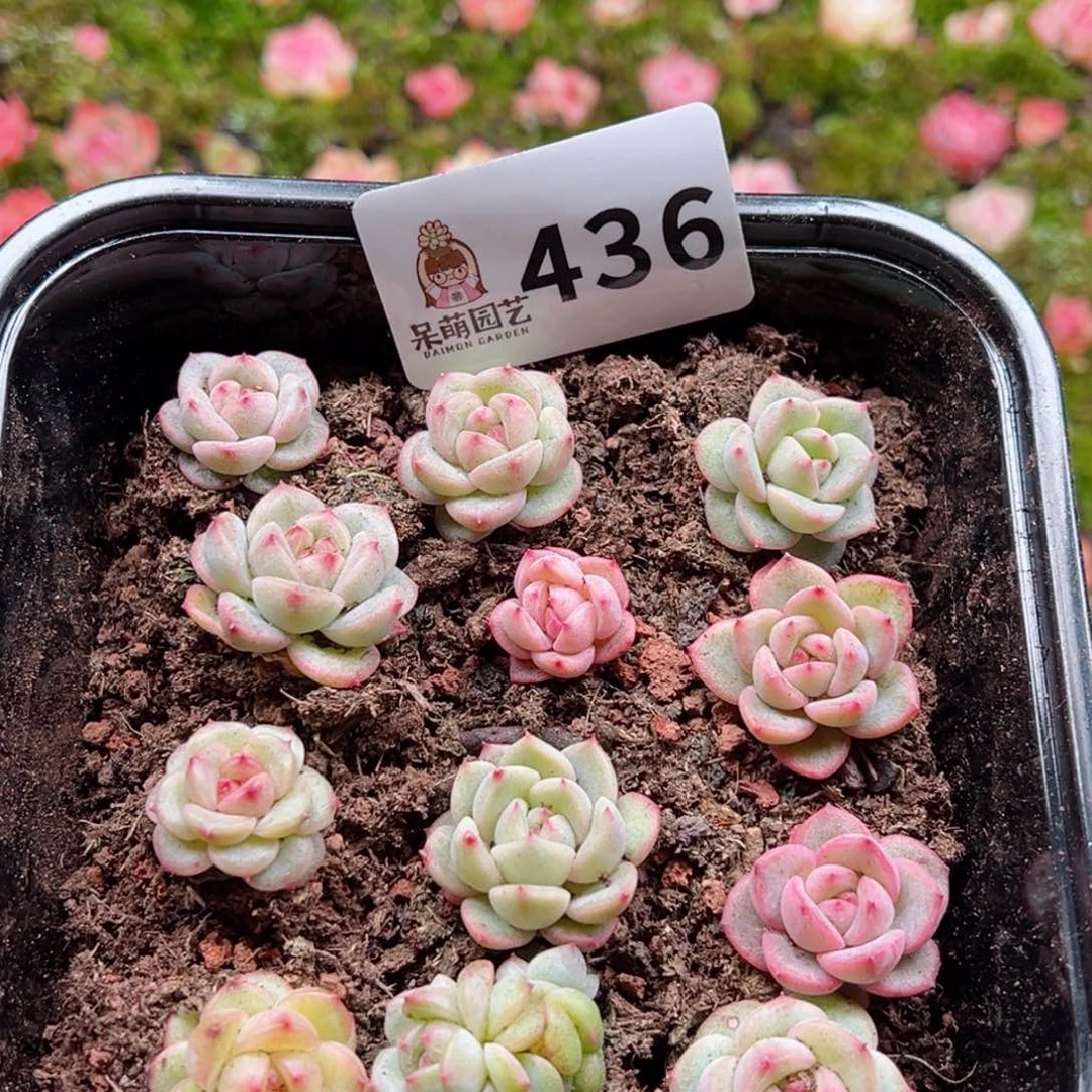 多肉植物多肉植物