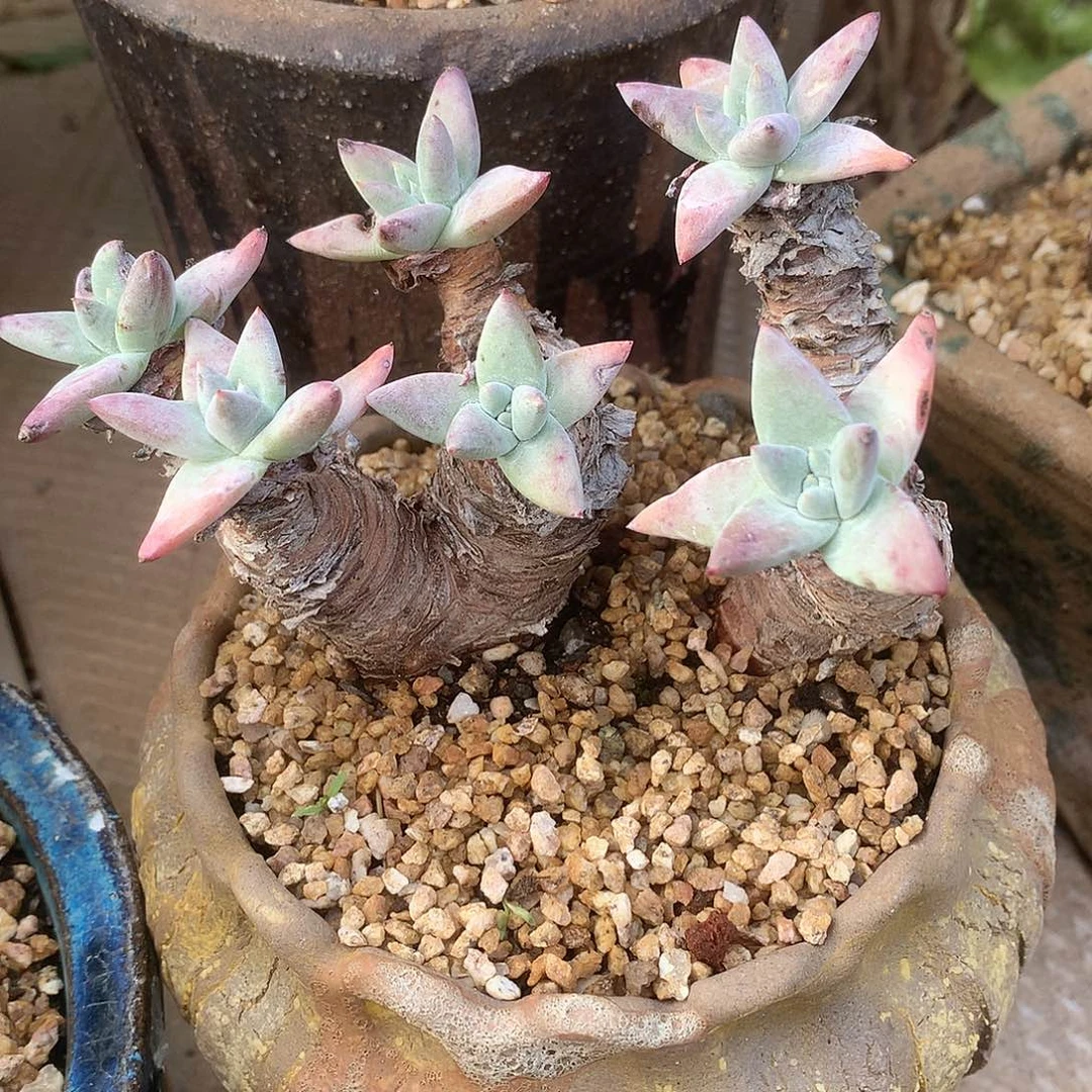8468诺马苹果叶白菊