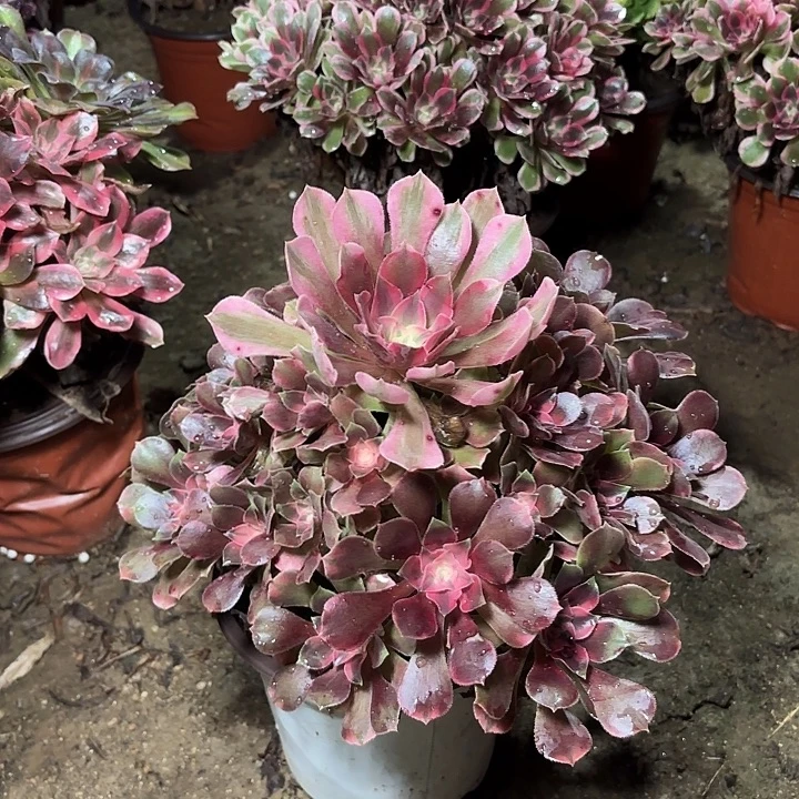 多肉植物法师香妃19