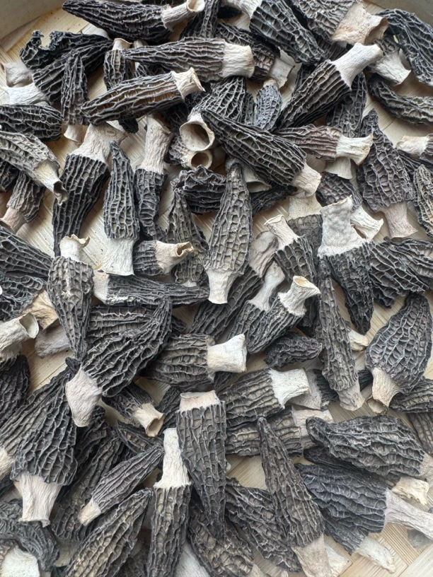 宝宝菇六妹羊肚菌【田田助农】