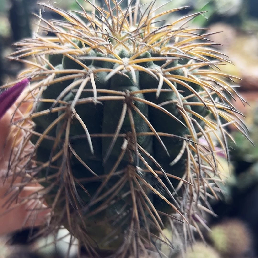 九刺天平有根仙人球1111111