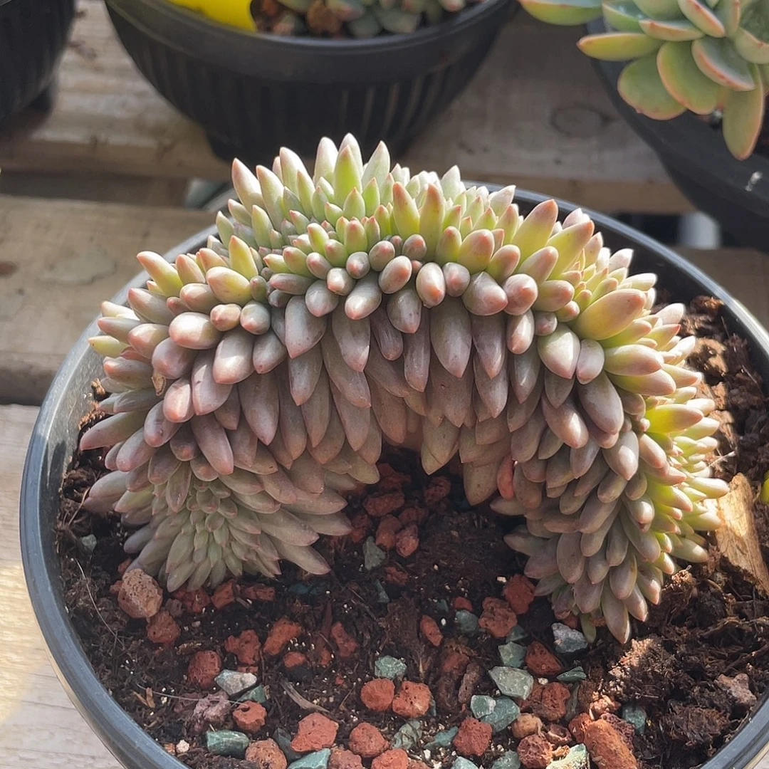 红蜻蜓多肉植物老桩237