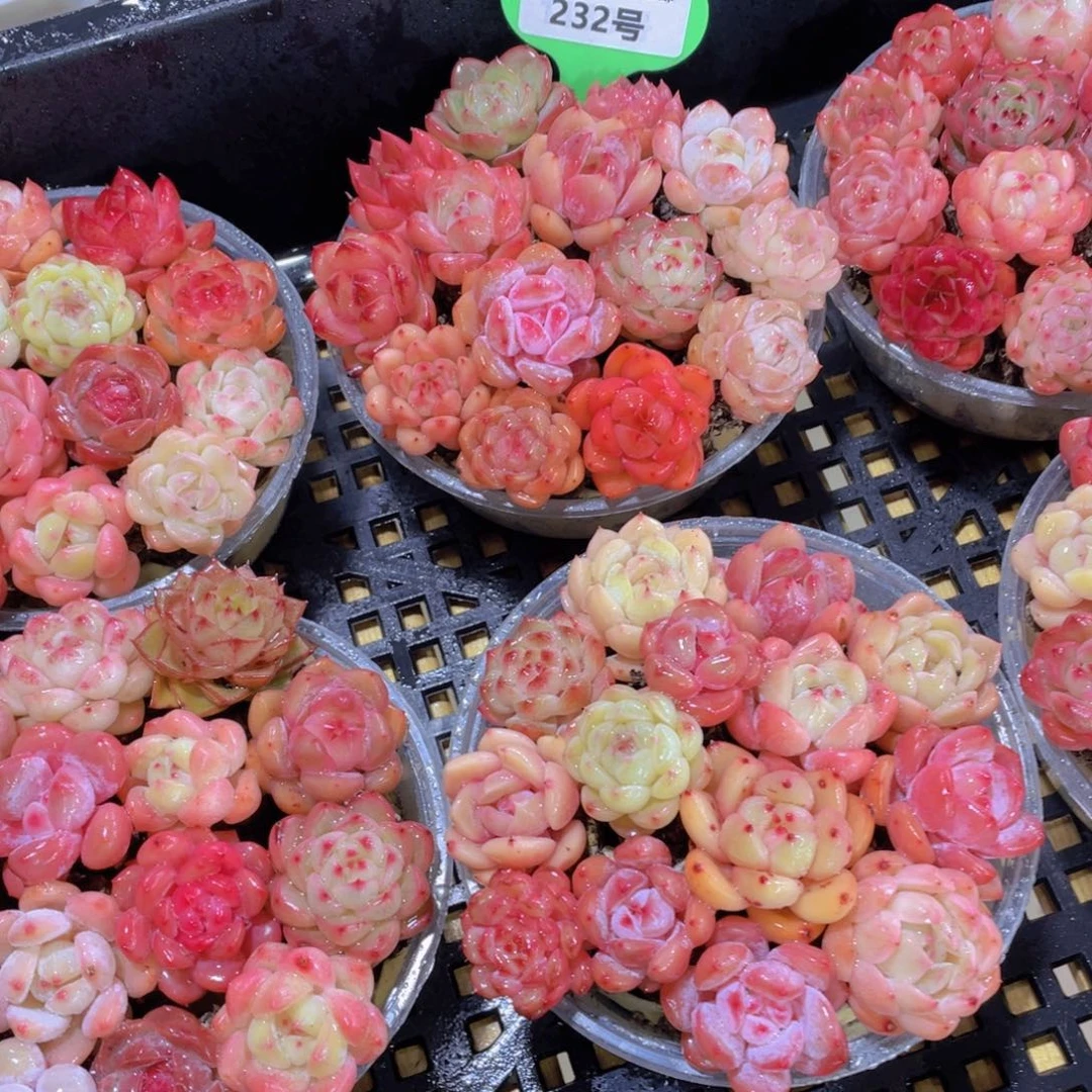 232号 全状态小可爱组合14个多肉