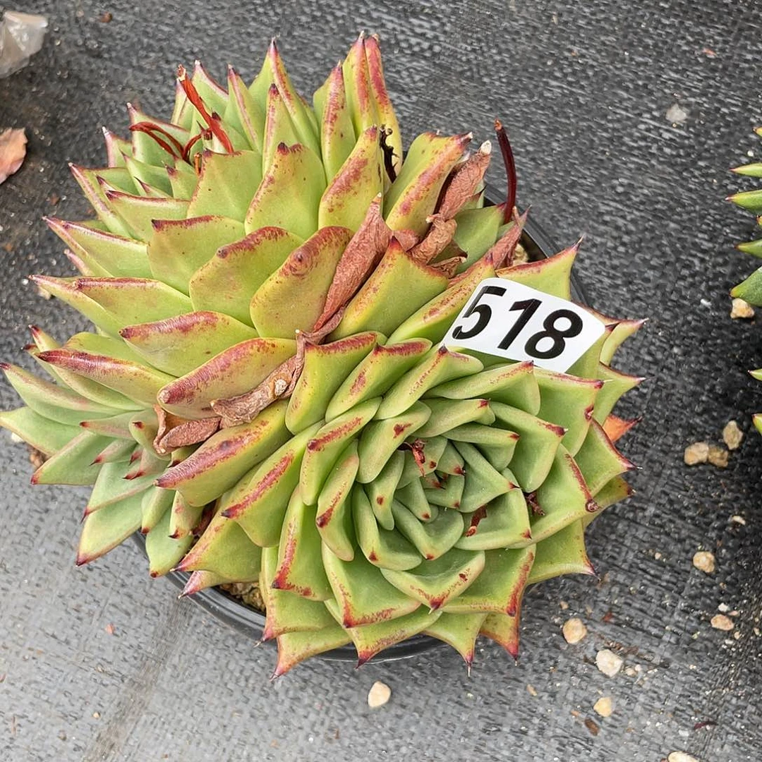 若如东云组拍518