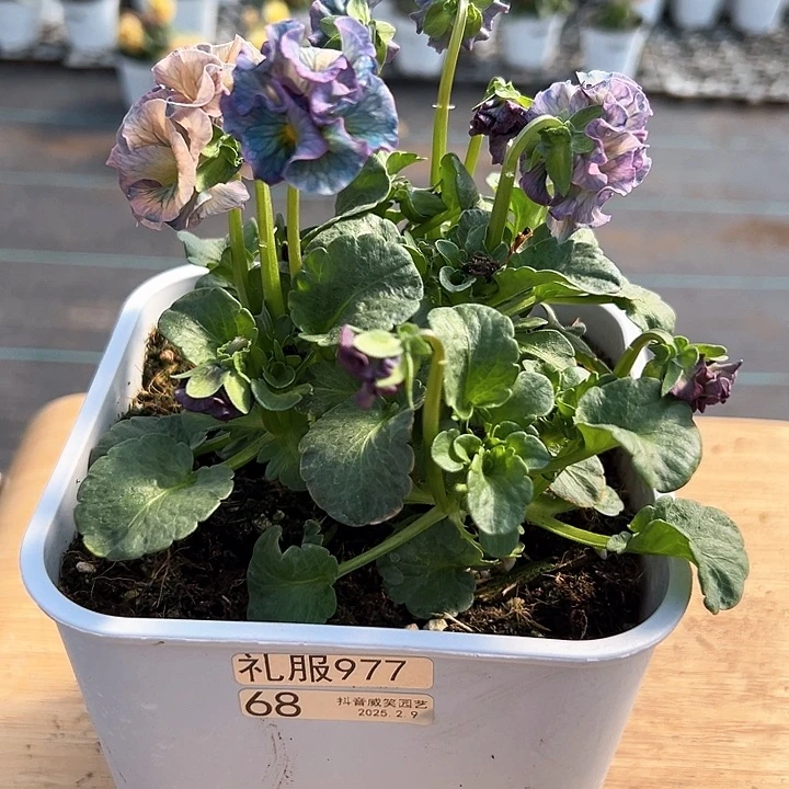 水晶抖音直播闪拍68