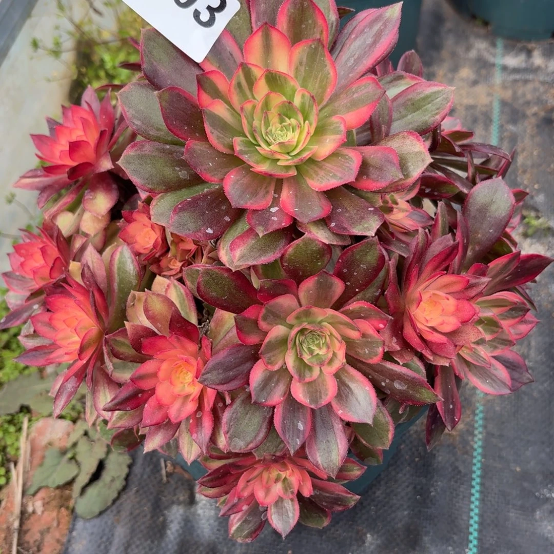 603黑膜锦多肉植物提取