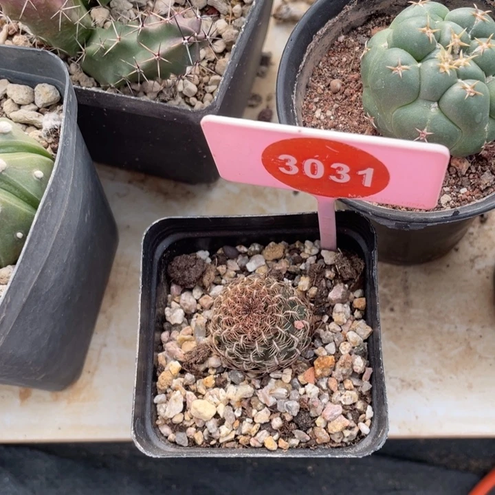 忽***来勾宝一棵3031000000