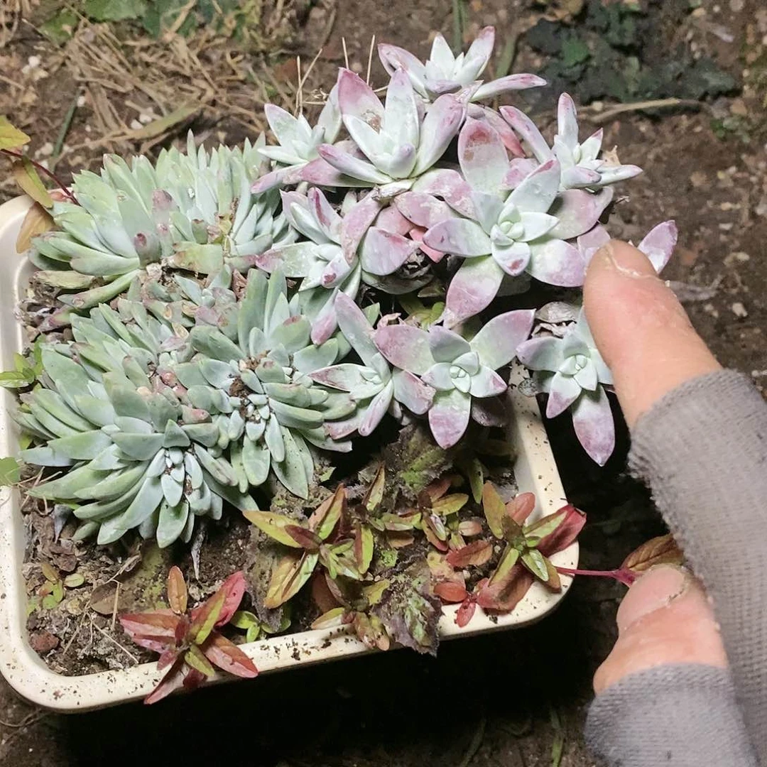 【闪购商品】哈哈哈哈开播福利1432多肉