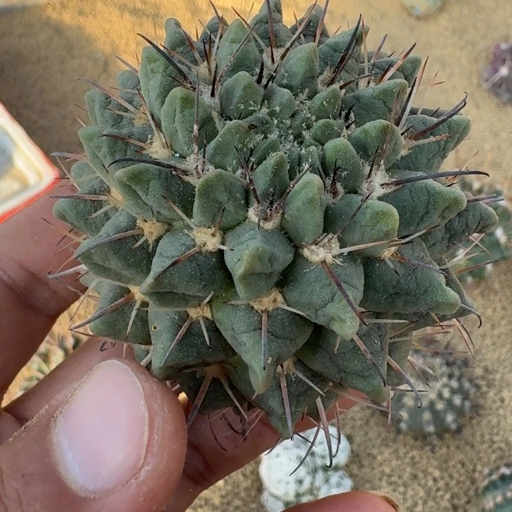 赤岭丸有根666666