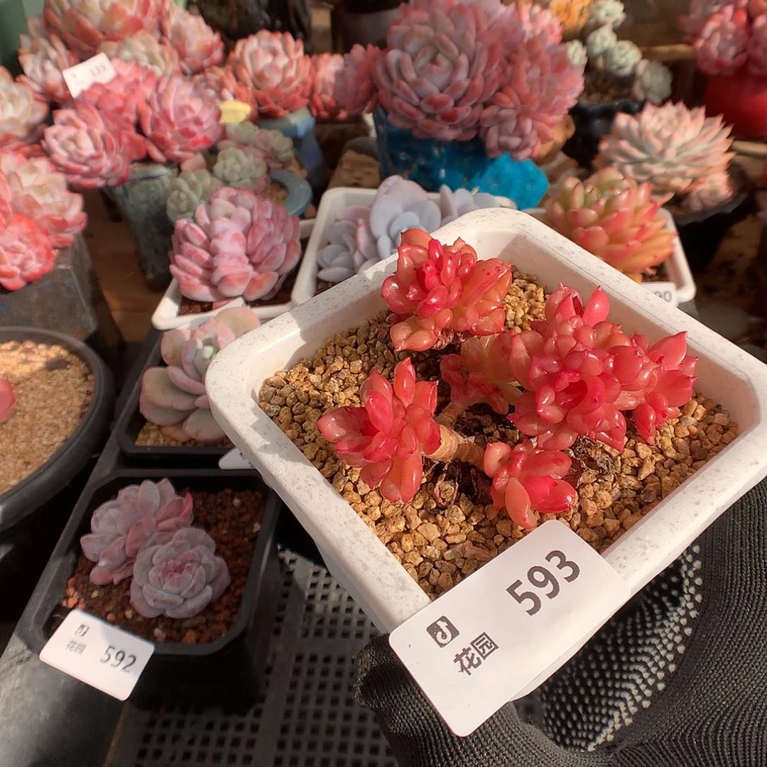 593苹果花多肉植物6666