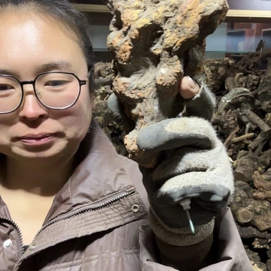 香榧木凉火琉璃的毛料摆件