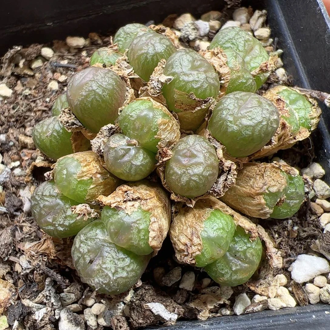 【闪购商品】273 送奶杂