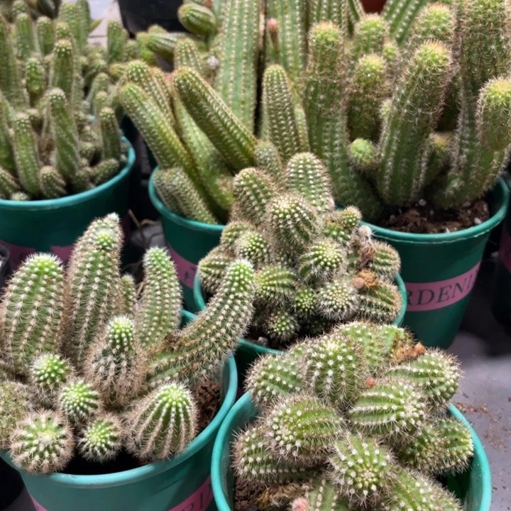 群生多头白檀吕根岛火焰一杯