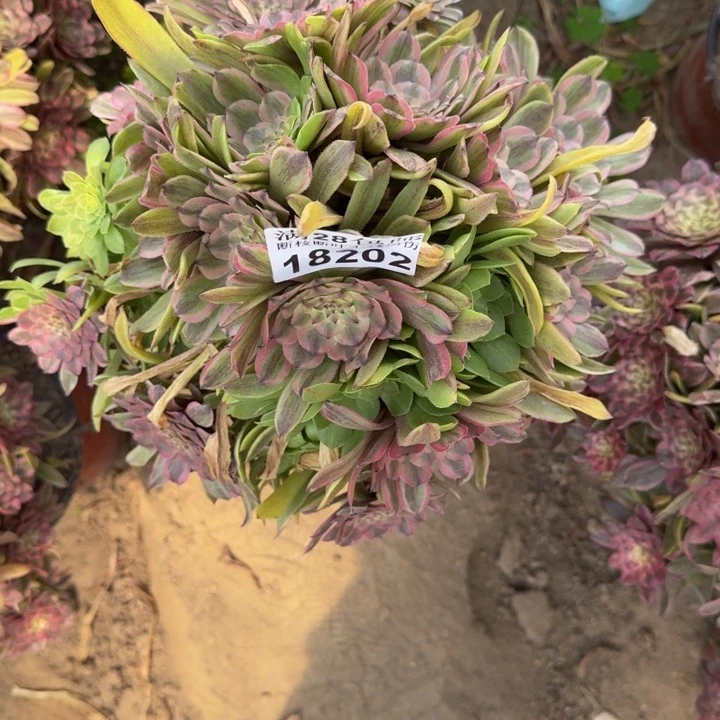 18202粉黛多肉植物