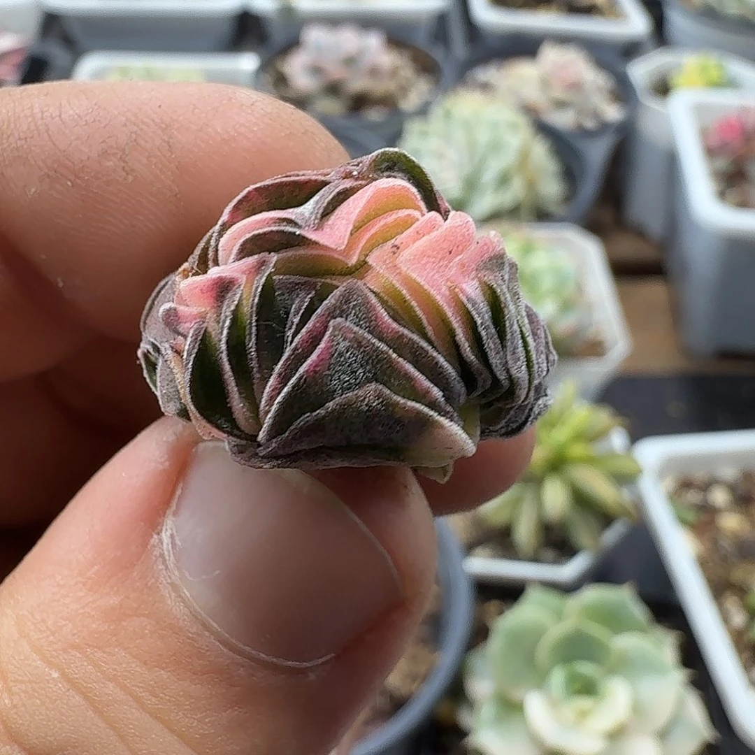 方塔锦无根  小方花圃一物一拍