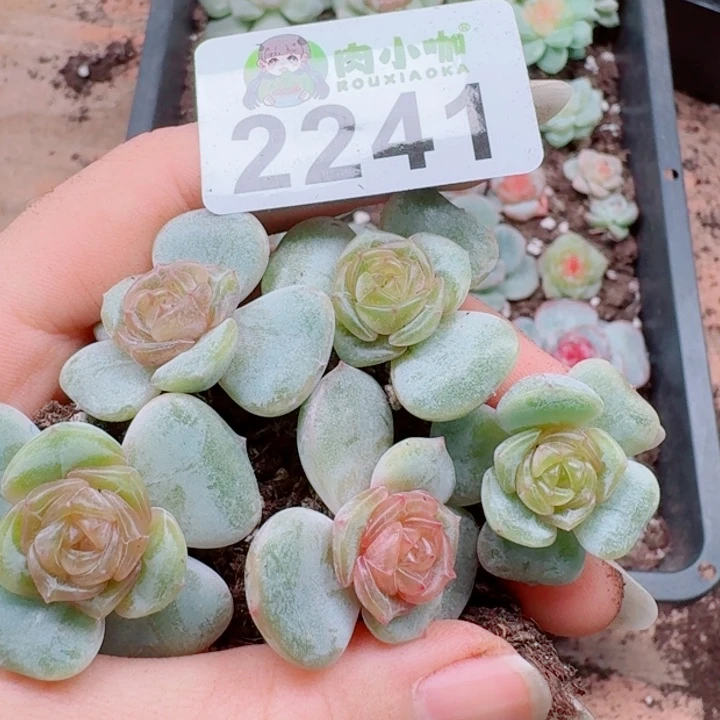 多肉植物多肉植物