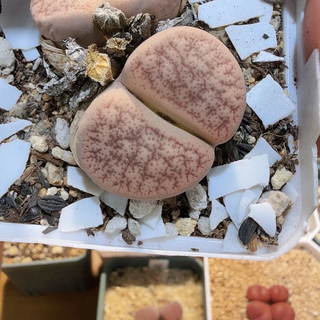 梦***?啊啊啊啊啊啊
